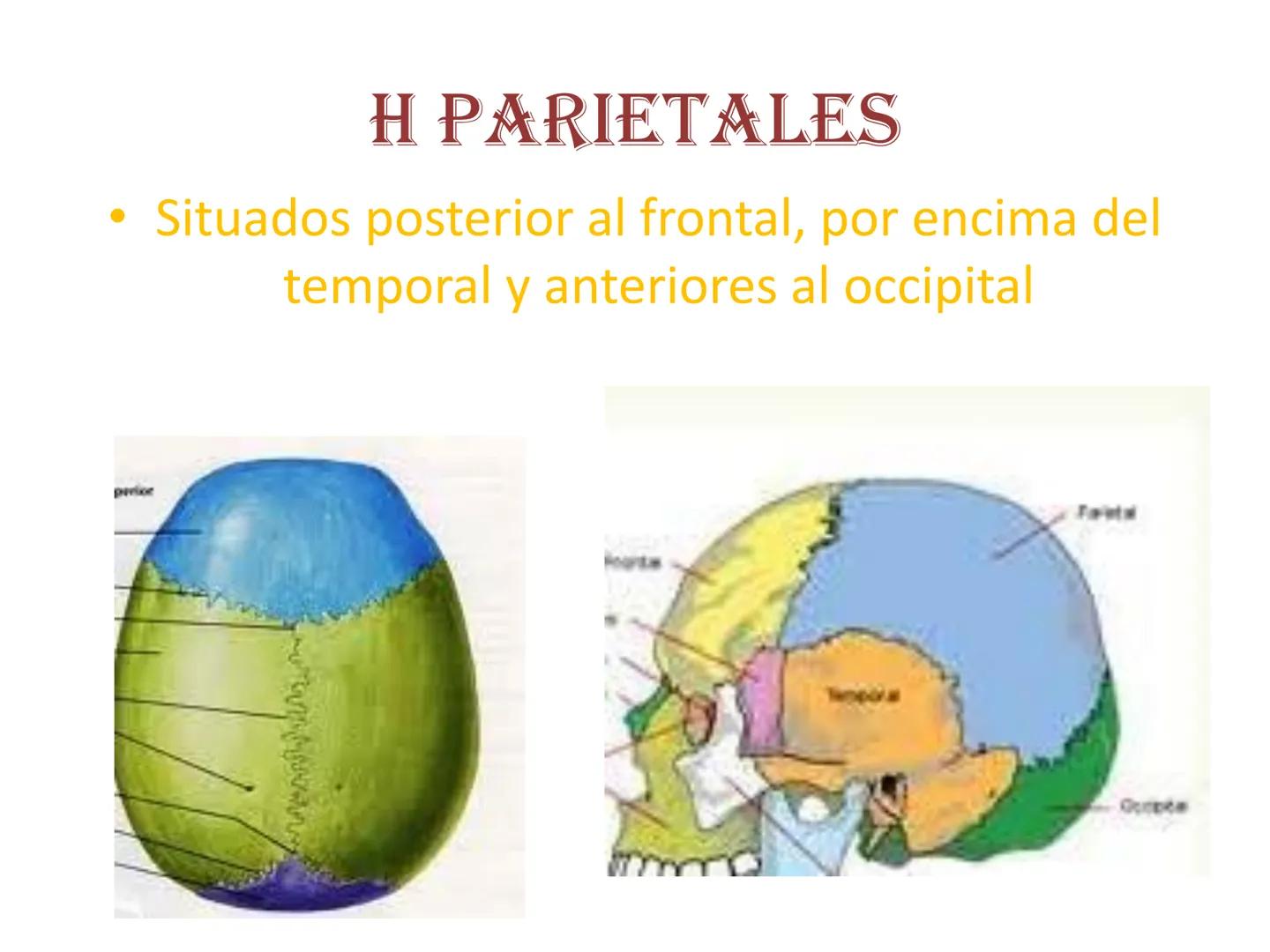# HUESOS DE LA CABEZA Y
DEL CRANEO
please chek to en
Docente:
Msc. Gerly David Escalante Contrera FUNCION
• Proteger al encéfalo y sus an