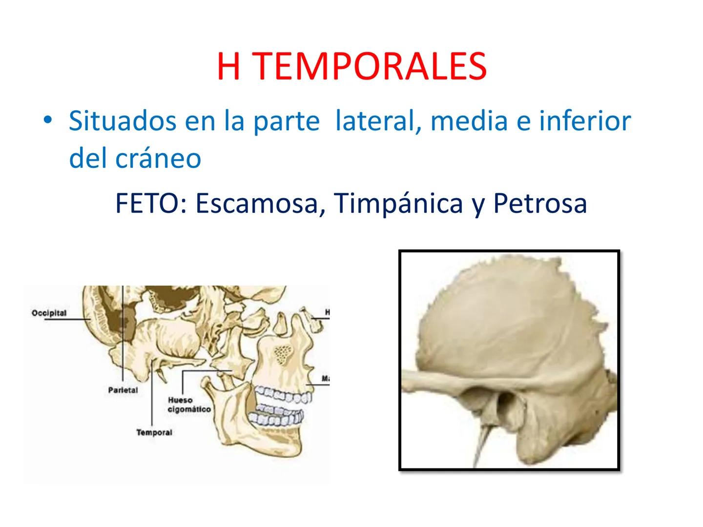 # HUESOS DE LA CABEZA Y
DEL CRANEO
please chek to en
Docente:
Msc. Gerly David Escalante Contrera FUNCION
• Proteger al encéfalo y sus an
