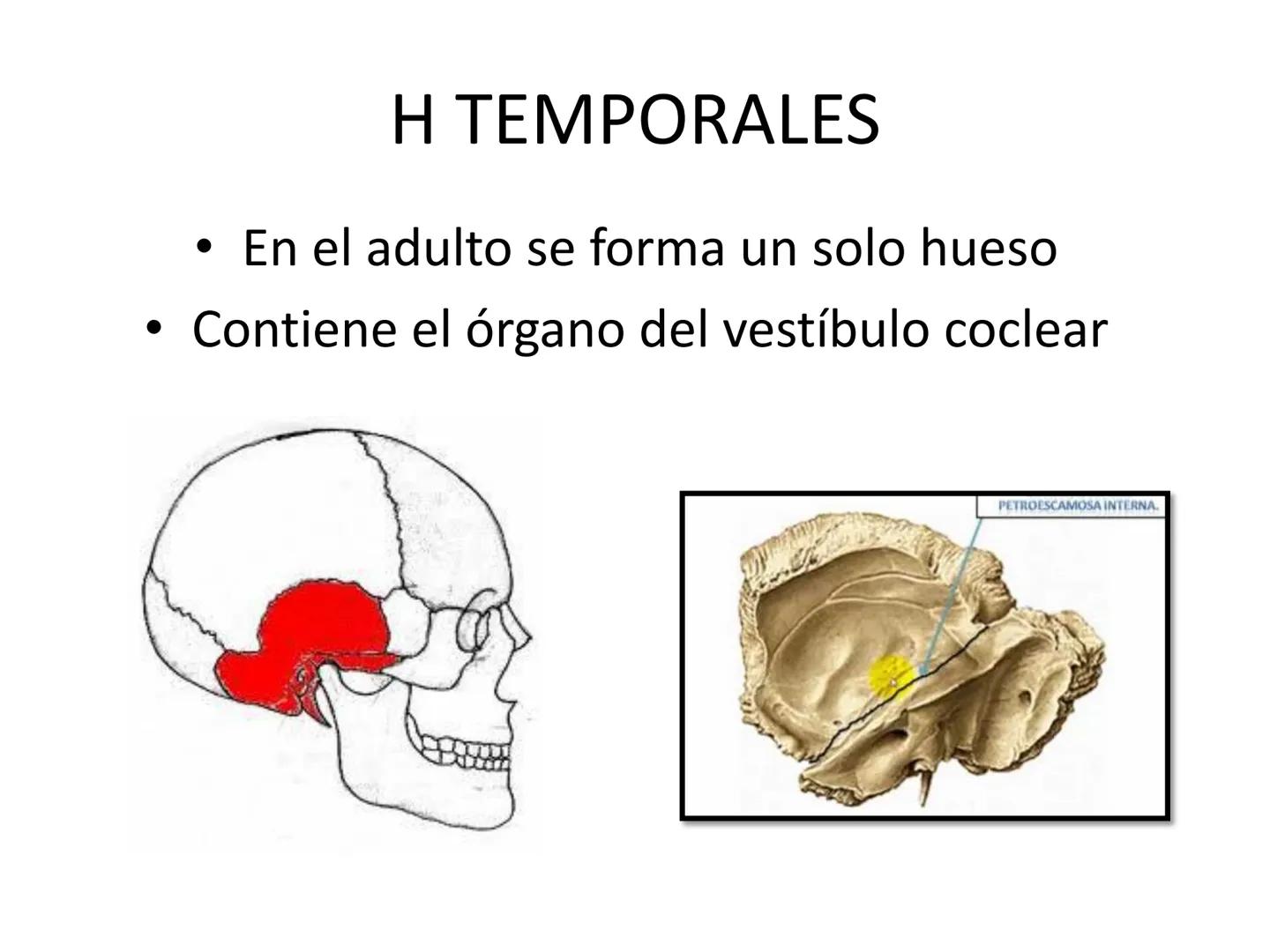 # HUESOS DE LA CABEZA Y
DEL CRANEO
please chek to en
Docente:
Msc. Gerly David Escalante Contrera FUNCION
• Proteger al encéfalo y sus an
