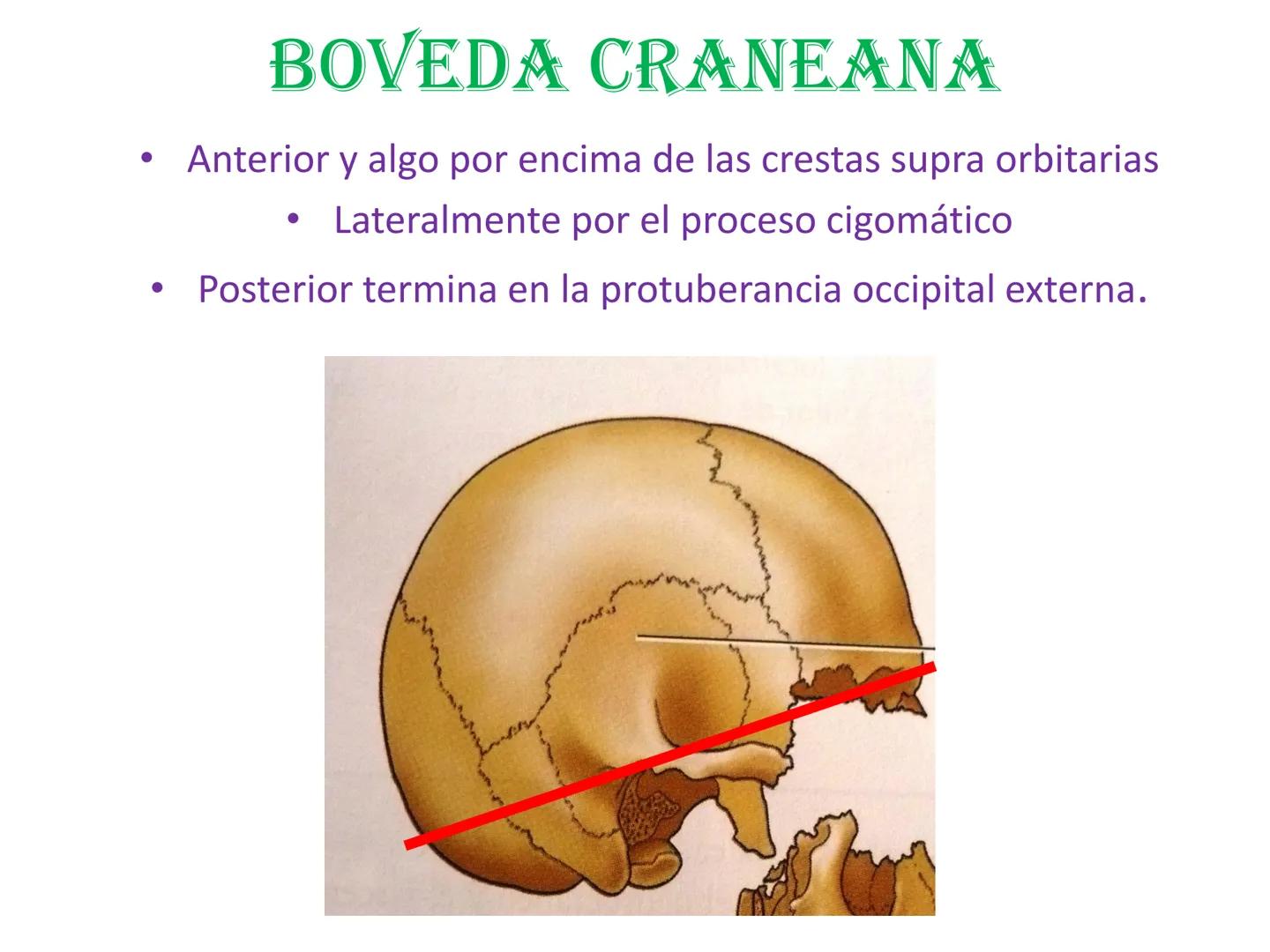 # HUESOS DE LA CABEZA Y
DEL CRANEO
please chek to en
Docente:
Msc. Gerly David Escalante Contrera FUNCION
• Proteger al encéfalo y sus an
