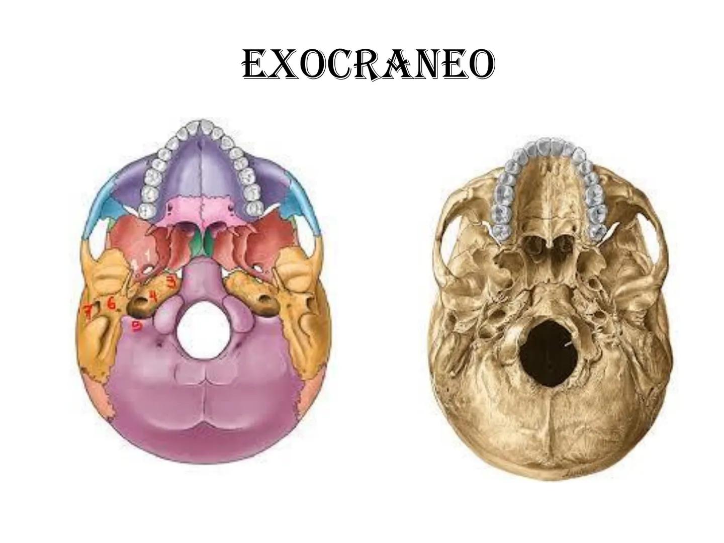 # HUESOS DE LA CABEZA Y
DEL CRANEO
please chek to en
Docente:
Msc. Gerly David Escalante Contrera FUNCION
• Proteger al encéfalo y sus an