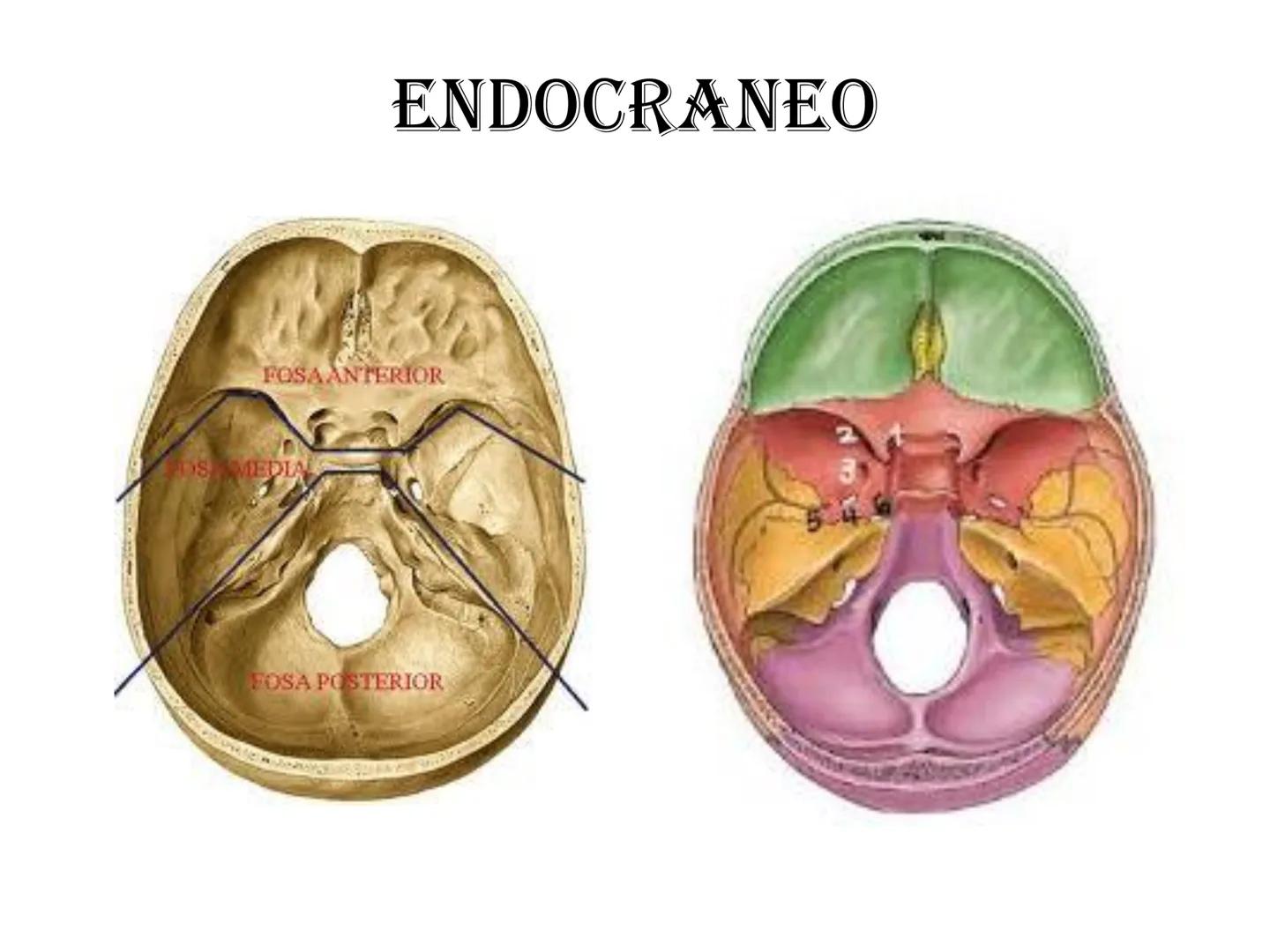 # HUESOS DE LA CABEZA Y
DEL CRANEO
please chek to en
Docente:
Msc. Gerly David Escalante Contrera FUNCION
• Proteger al encéfalo y sus an