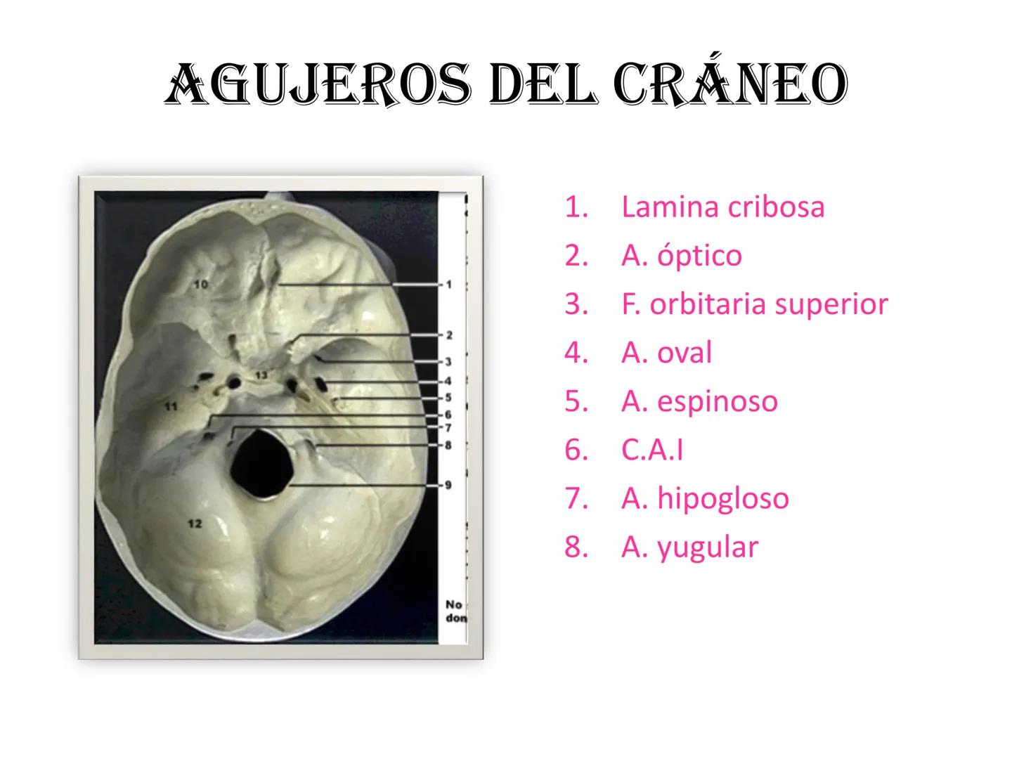 # HUESOS DE LA CABEZA Y
DEL CRANEO
please chek to en
Docente:
Msc. Gerly David Escalante Contrera FUNCION
• Proteger al encéfalo y sus an