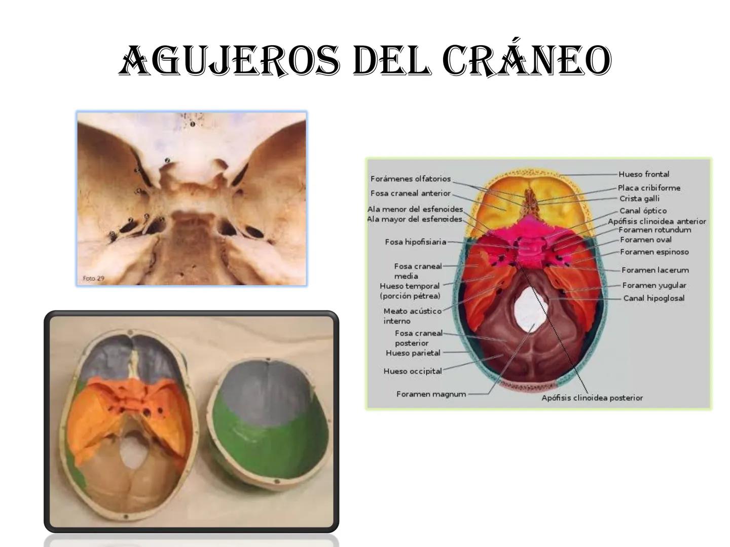 # HUESOS DE LA CABEZA Y
DEL CRANEO
please chek to en
Docente:
Msc. Gerly David Escalante Contrera FUNCION
• Proteger al encéfalo y sus an