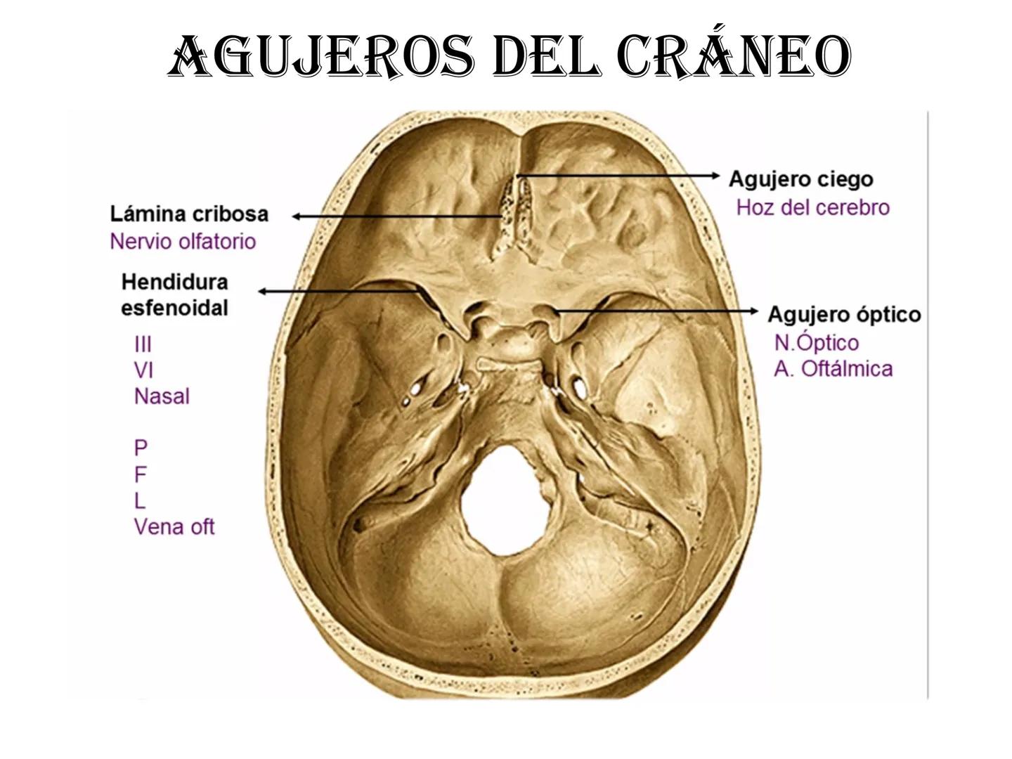 # HUESOS DE LA CABEZA Y
DEL CRANEO
please chek to en
Docente:
Msc. Gerly David Escalante Contrera FUNCION
• Proteger al encéfalo y sus an