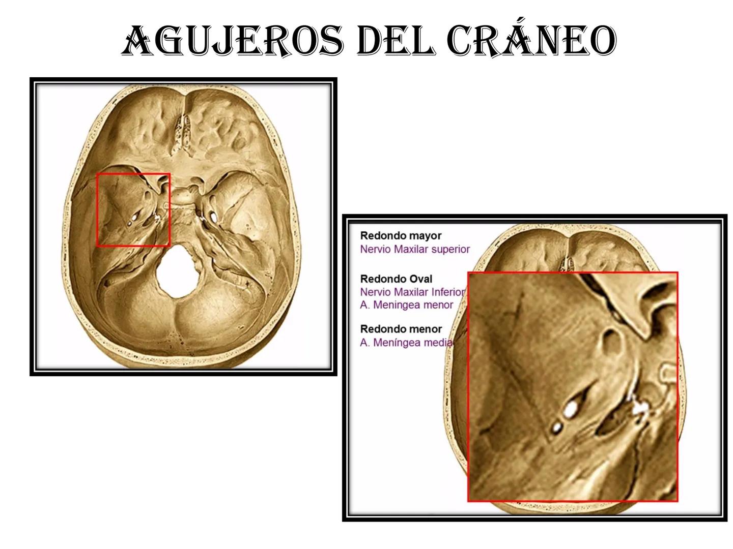 # HUESOS DE LA CABEZA Y
DEL CRANEO
please chek to en
Docente:
Msc. Gerly David Escalante Contrera FUNCION
• Proteger al encéfalo y sus an