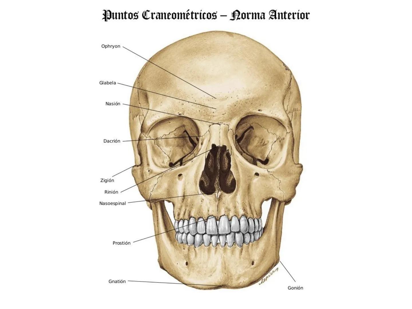 # HUESOS DE LA CABEZA Y
DEL CRANEO
please chek to en
Docente:
Msc. Gerly David Escalante Contrera FUNCION
• Proteger al encéfalo y sus an