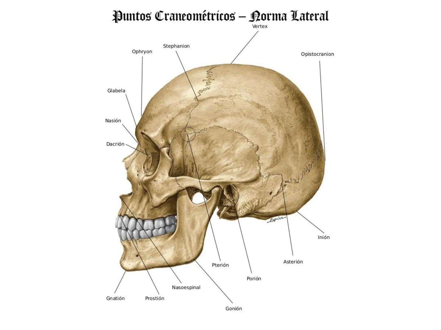 # HUESOS DE LA CABEZA Y
DEL CRANEO
please chek to en
Docente:
Msc. Gerly David Escalante Contrera FUNCION
• Proteger al encéfalo y sus an