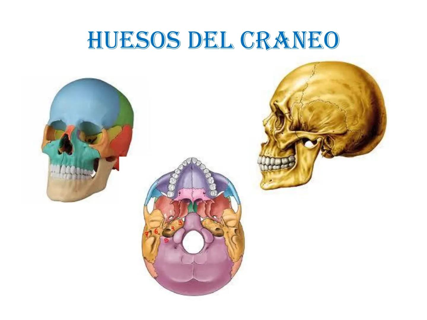 # HUESOS DE LA CABEZA Y
DEL CRANEO
please chek to en
Docente:
Msc. Gerly David Escalante Contrera FUNCION
• Proteger al encéfalo y sus an