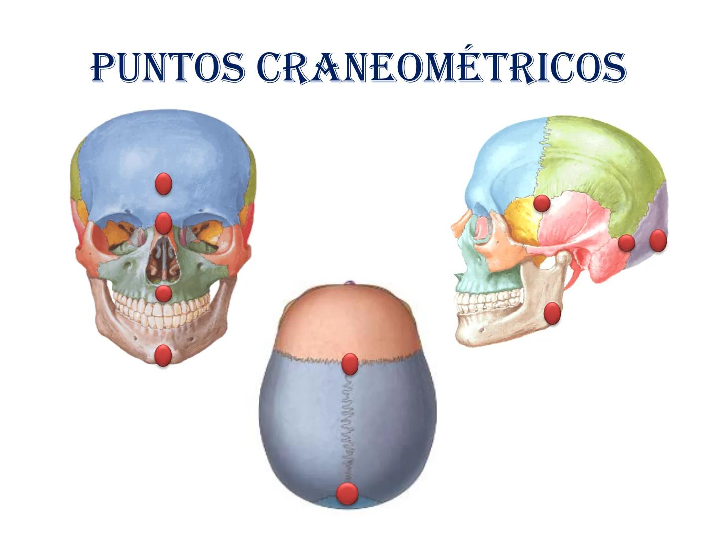 # HUESOS DE LA CABEZA Y
DEL CRANEO
please chek to en
Docente:
Msc. Gerly David Escalante Contrera FUNCION
• Proteger al encéfalo y sus an