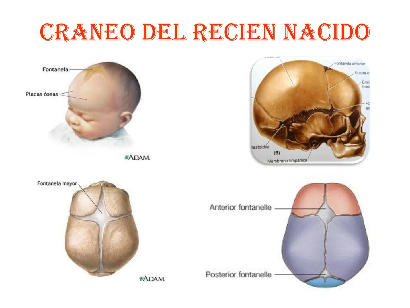 # HUESOS DE LA CABEZA Y
DEL CRANEO
please chek to en
Docente:
Msc. Gerly David Escalante Contrera FUNCION
• Proteger al encéfalo y sus an