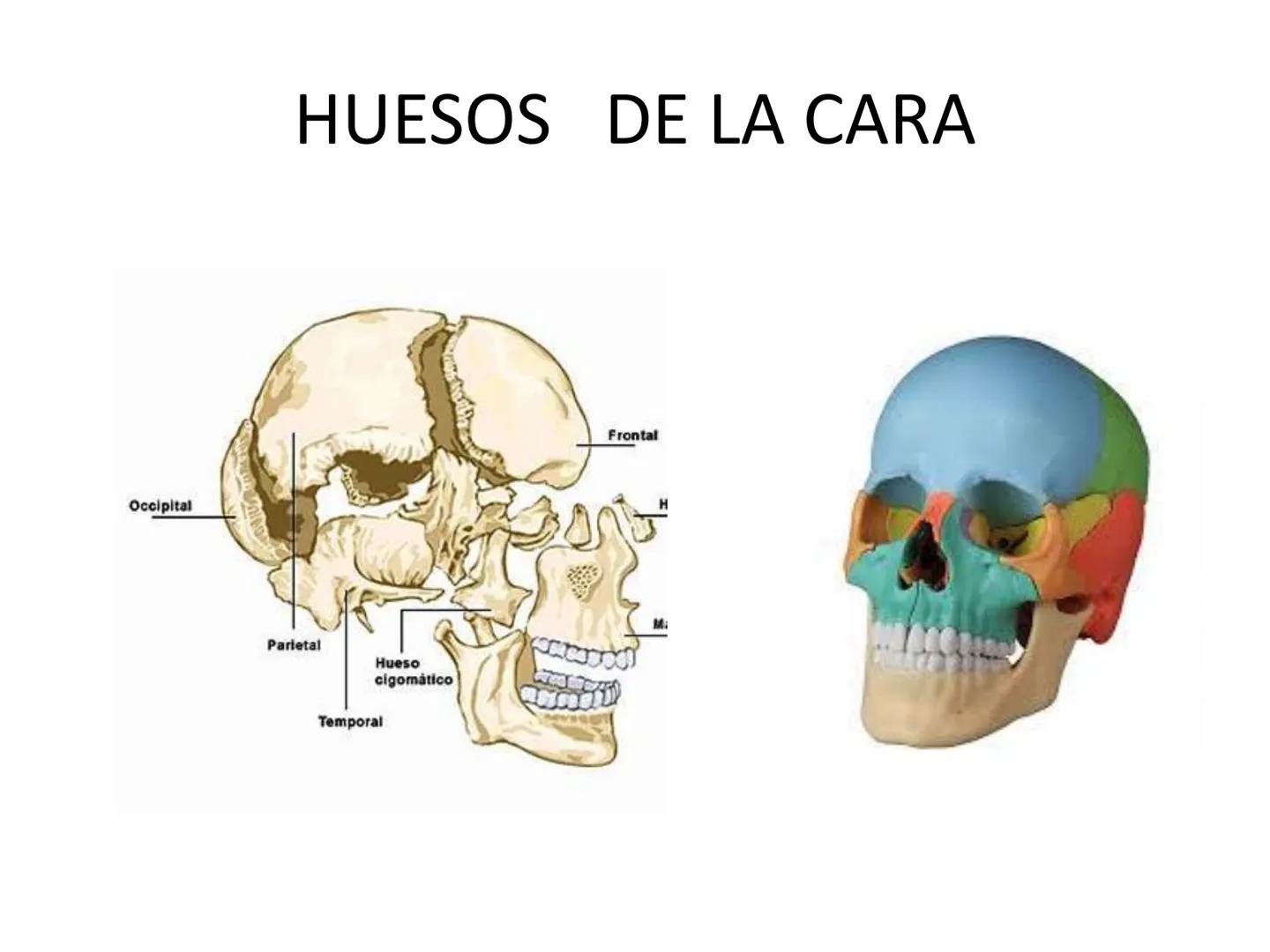 # HUESOS DE LA CABEZA Y
DEL CRANEO
please chek to en
Docente:
Msc. Gerly David Escalante Contrera FUNCION
• Proteger al encéfalo y sus an
