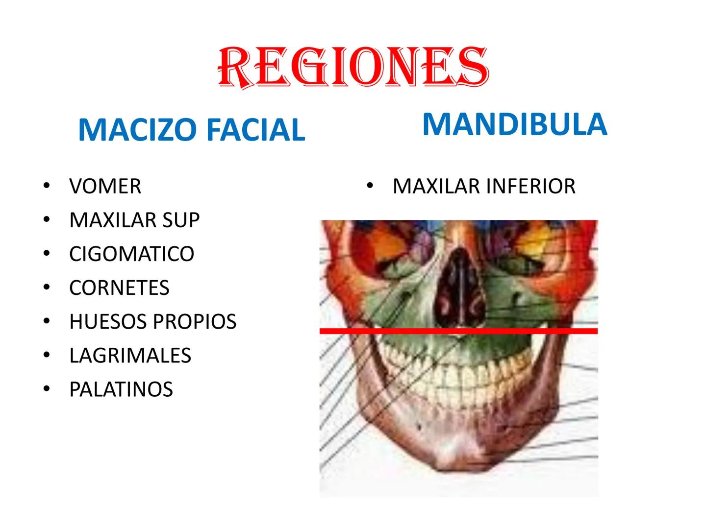 # HUESOS DE LA CABEZA Y
DEL CRANEO
please chek to en
Docente:
Msc. Gerly David Escalante Contrera FUNCION
• Proteger al encéfalo y sus an