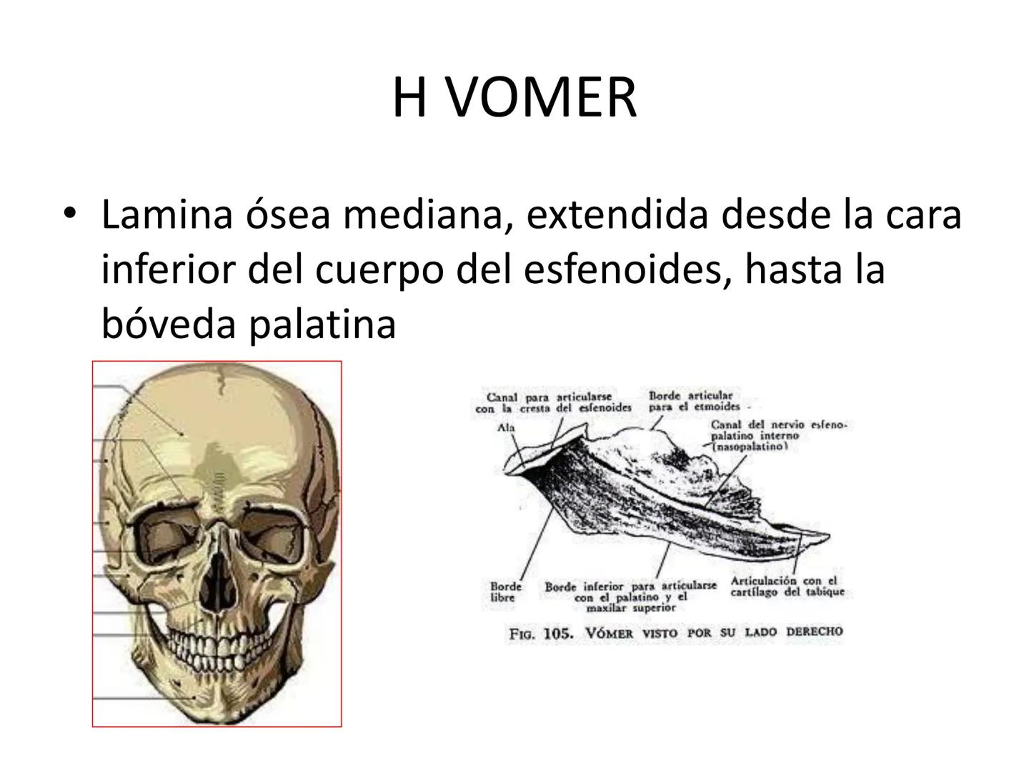 # HUESOS DE LA CABEZA Y
DEL CRANEO
please chek to en
Docente:
Msc. Gerly David Escalante Contrera FUNCION
• Proteger al encéfalo y sus an