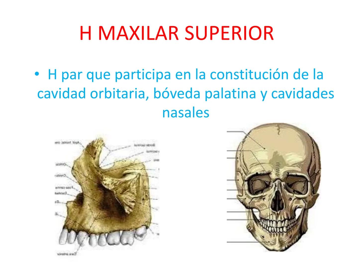 # HUESOS DE LA CABEZA Y
DEL CRANEO
please chek to en
Docente:
Msc. Gerly David Escalante Contrera FUNCION
• Proteger al encéfalo y sus an