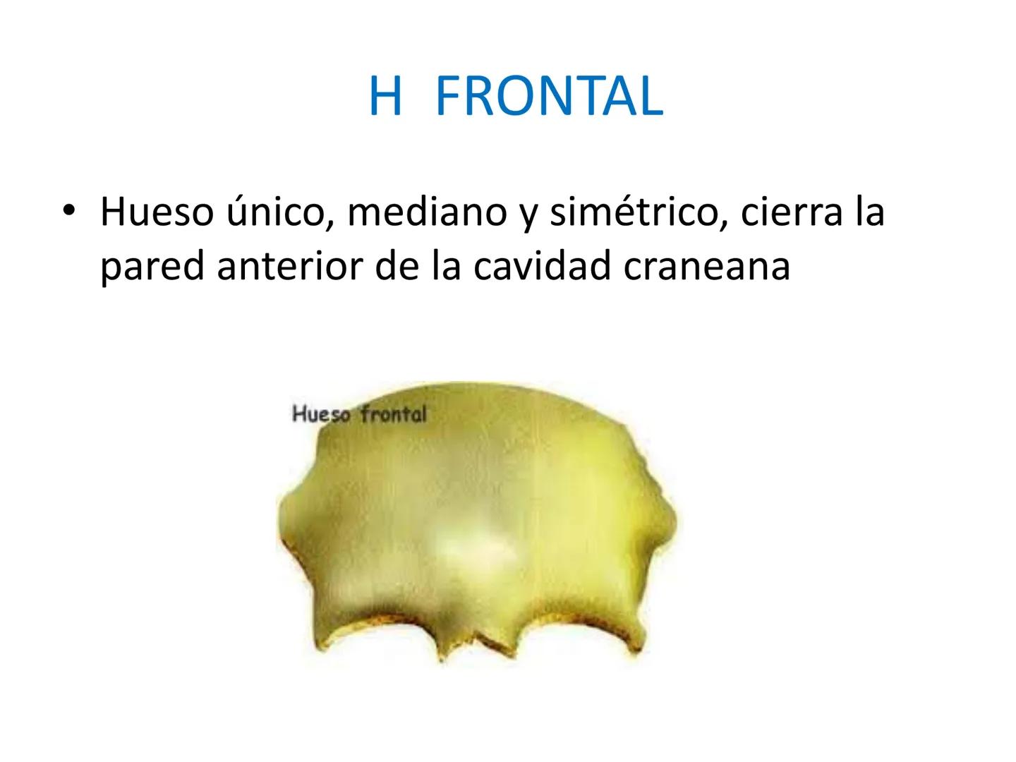 # HUESOS DE LA CABEZA Y
DEL CRANEO
please chek to en
Docente:
Msc. Gerly David Escalante Contrera FUNCION
• Proteger al encéfalo y sus an