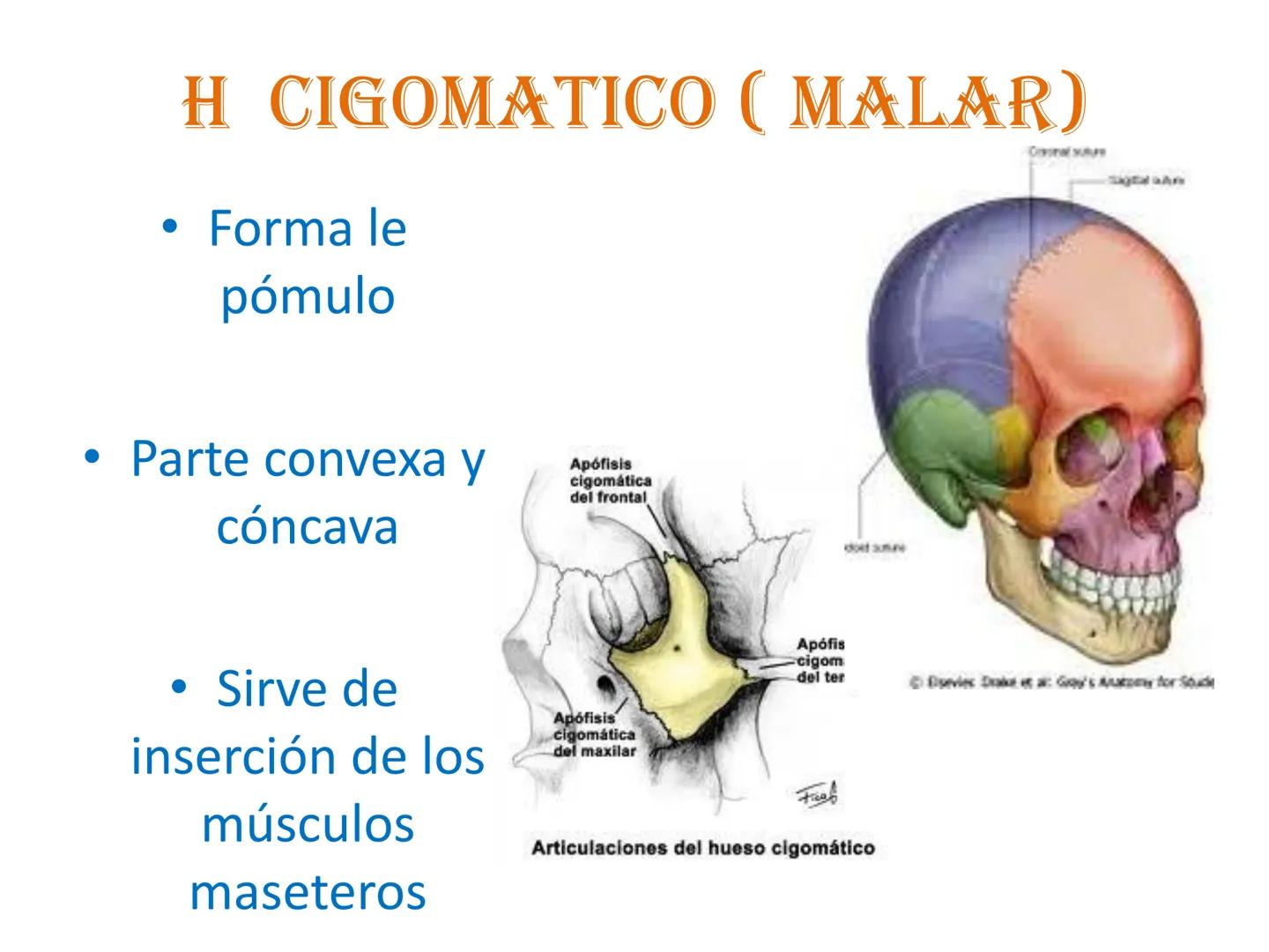 # HUESOS DE LA CABEZA Y
DEL CRANEO
please chek to en
Docente:
Msc. Gerly David Escalante Contrera FUNCION
• Proteger al encéfalo y sus an