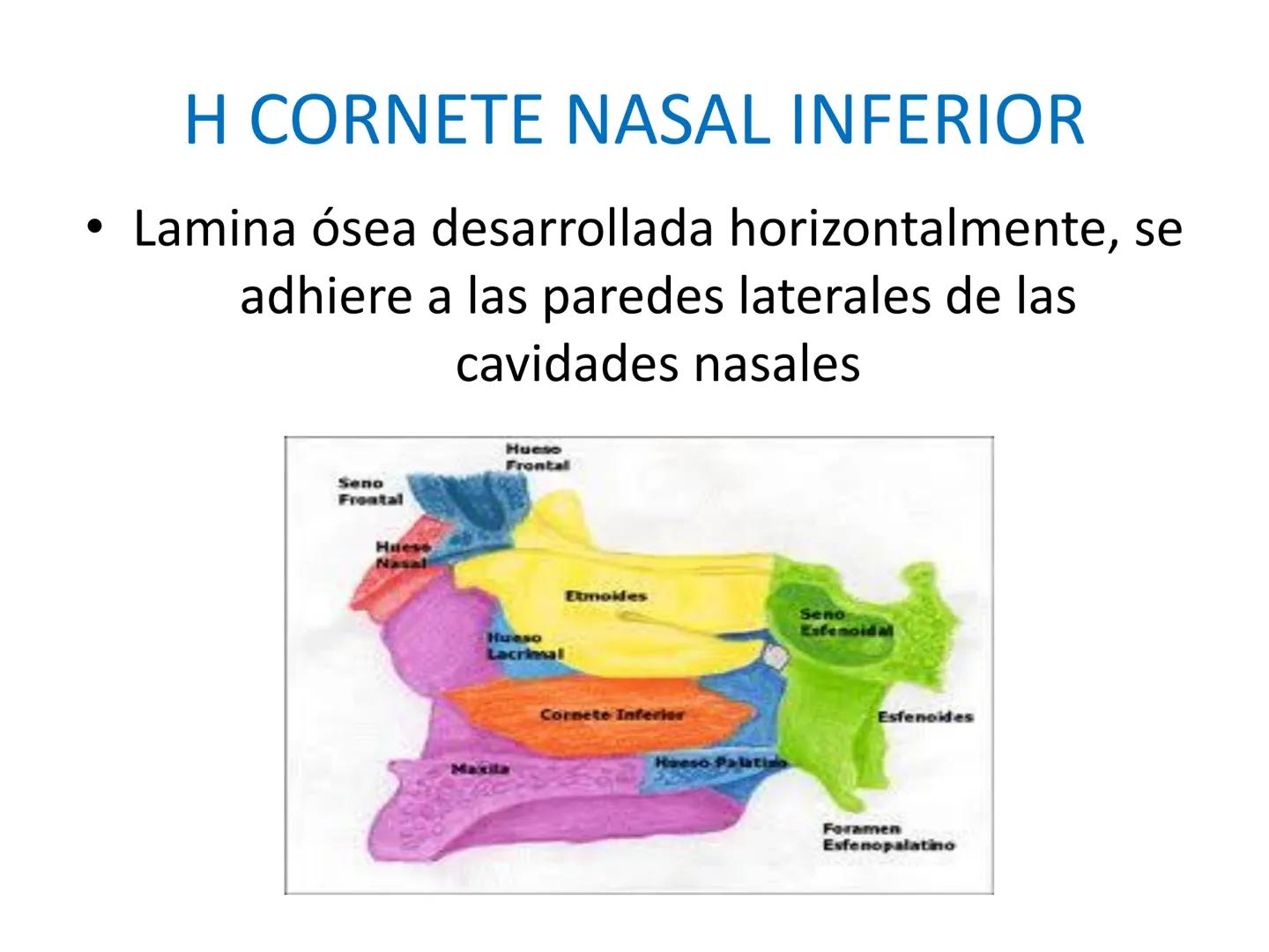 # HUESOS DE LA CABEZA Y
DEL CRANEO
please chek to en
Docente:
Msc. Gerly David Escalante Contrera FUNCION
• Proteger al encéfalo y sus an