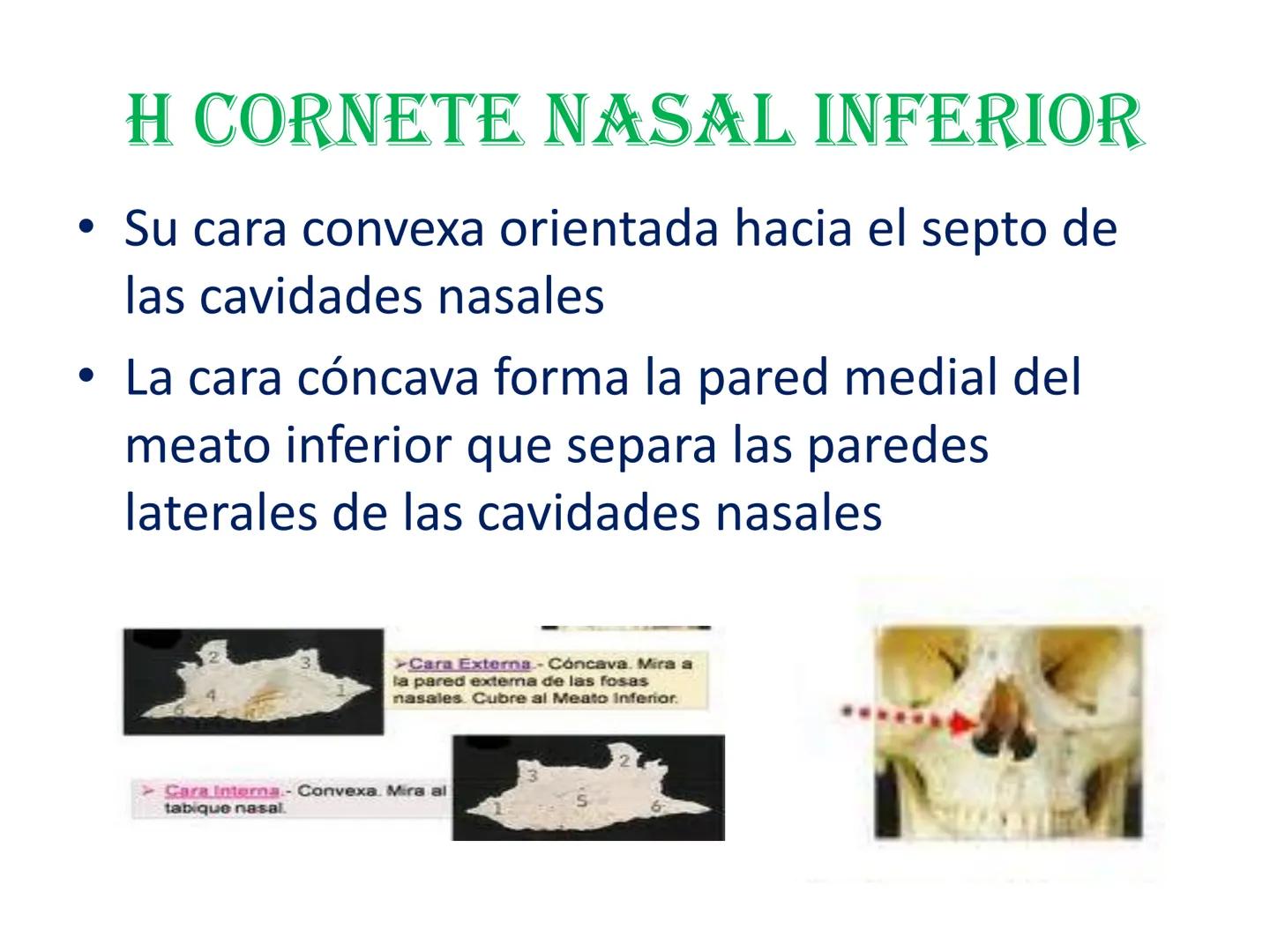 # HUESOS DE LA CABEZA Y
DEL CRANEO
please chek to en
Docente:
Msc. Gerly David Escalante Contrera FUNCION
• Proteger al encéfalo y sus an