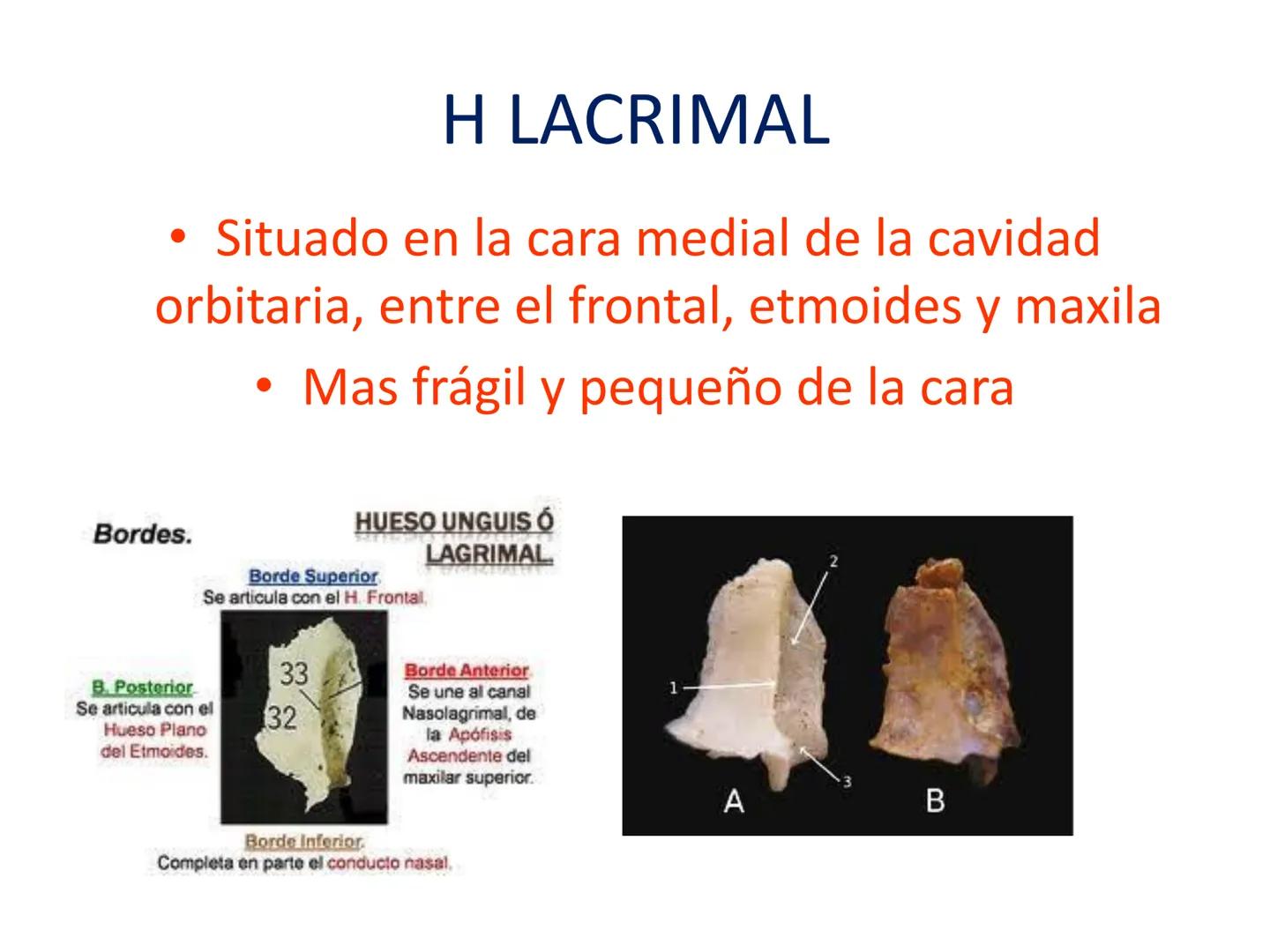 # HUESOS DE LA CABEZA Y
DEL CRANEO
please chek to en
Docente:
Msc. Gerly David Escalante Contrera FUNCION
• Proteger al encéfalo y sus an