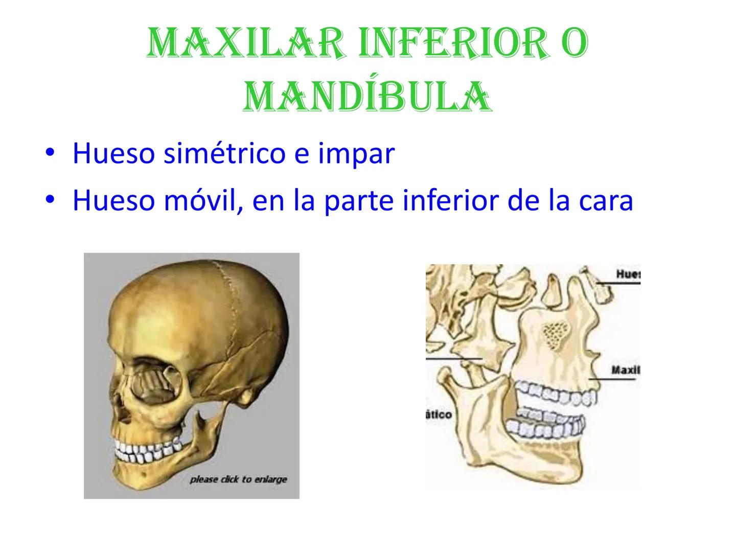 # HUESOS DE LA CABEZA Y
DEL CRANEO
please chek to en
Docente:
Msc. Gerly David Escalante Contrera FUNCION
• Proteger al encéfalo y sus an