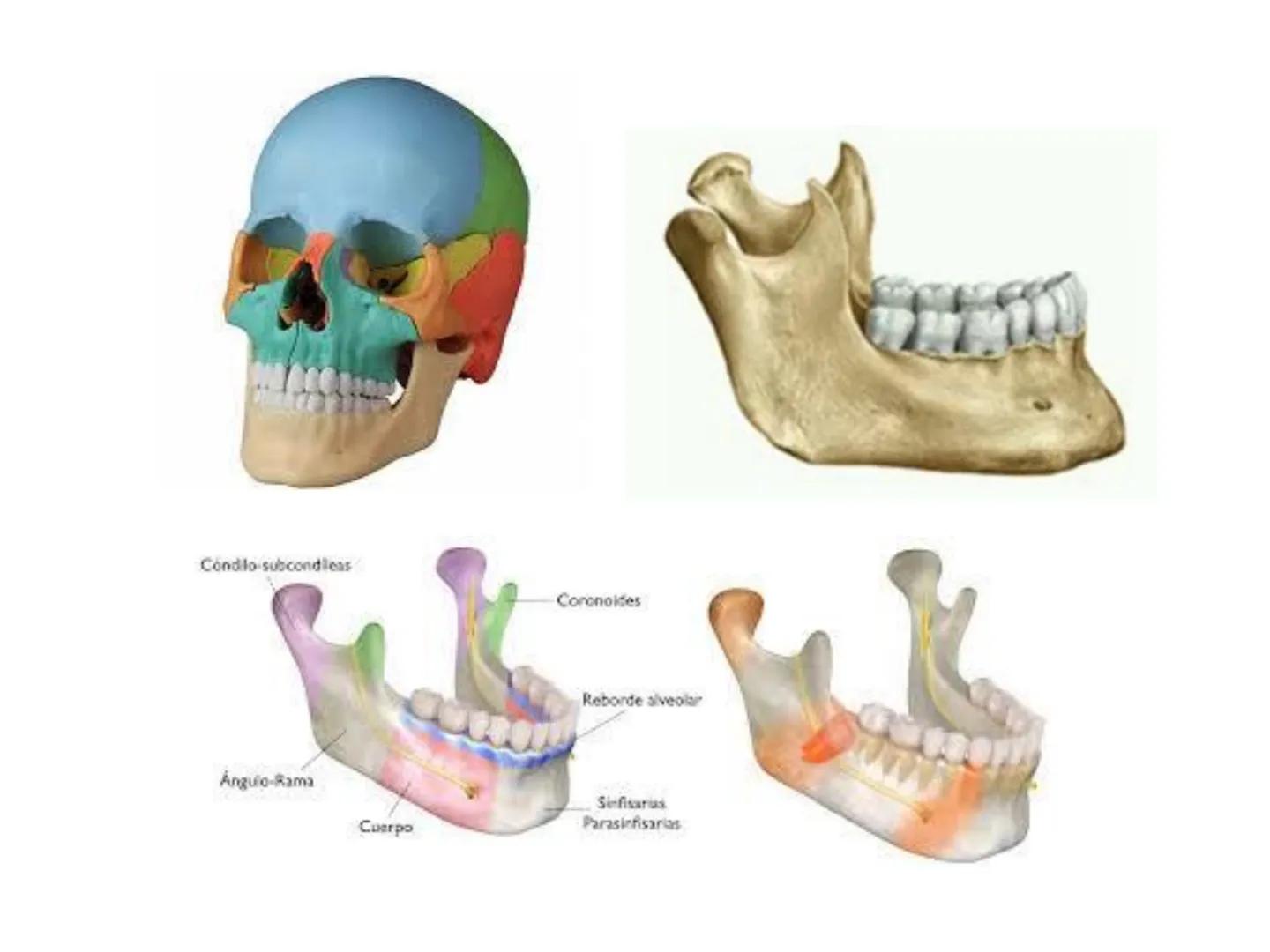 # HUESOS DE LA CABEZA Y
DEL CRANEO
please chek to en
Docente:
Msc. Gerly David Escalante Contrera FUNCION
• Proteger al encéfalo y sus an