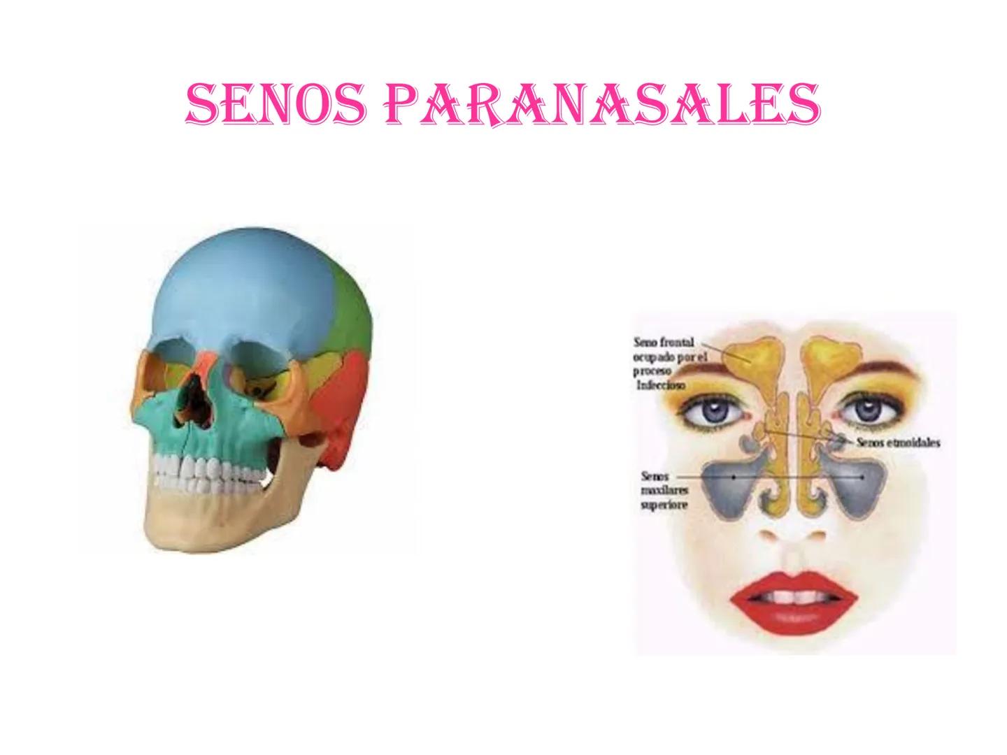 # HUESOS DE LA CABEZA Y
DEL CRANEO
please chek to en
Docente:
Msc. Gerly David Escalante Contrera FUNCION
• Proteger al encéfalo y sus an