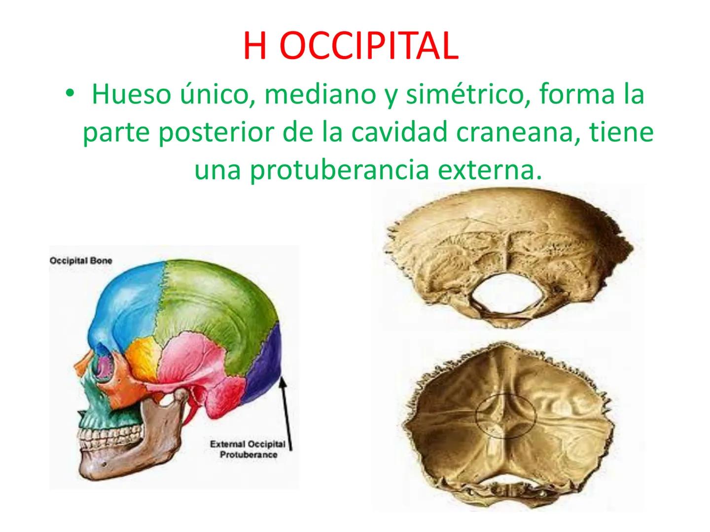 # HUESOS DE LA CABEZA Y
DEL CRANEO
please chek to en
Docente:
Msc. Gerly David Escalante Contrera FUNCION
• Proteger al encéfalo y sus an