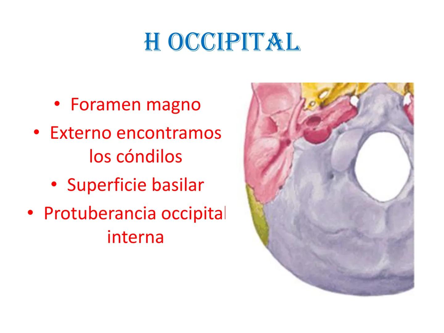 # HUESOS DE LA CABEZA Y
DEL CRANEO
please chek to en
Docente:
Msc. Gerly David Escalante Contrera FUNCION
• Proteger al encéfalo y sus an