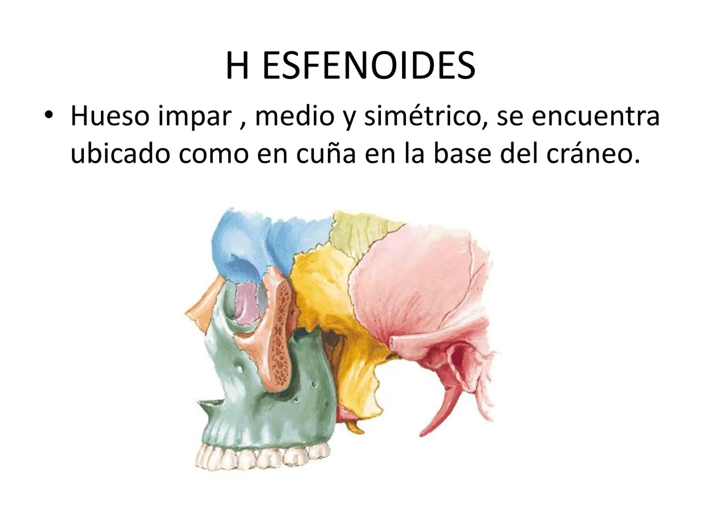 # HUESOS DE LA CABEZA Y
DEL CRANEO
please chek to en
Docente:
Msc. Gerly David Escalante Contrera FUNCION
• Proteger al encéfalo y sus an