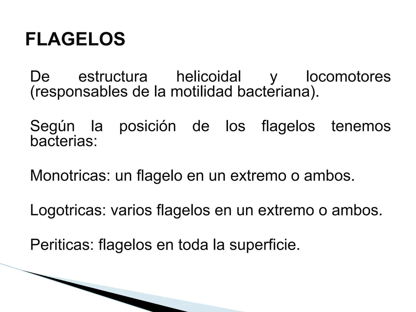 # BACTERIAS
GENERALIDADES
MICROBIOLOGÍA
Adriana Marcela Gómez
Fernández # LAS BACTERIAS
Las bacterias son microorganismos
unicelulares, si