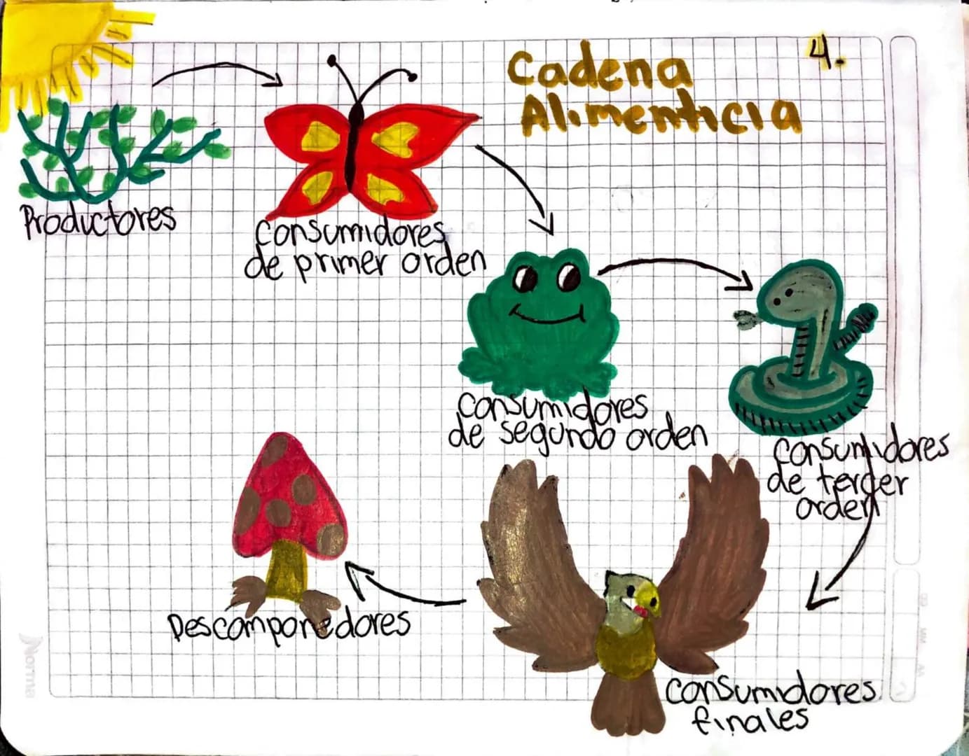 Productores
Cadena
Alimenticia
Consumidores
de primer orden
consumidores
de segundo orden
fonsumidores
de tercer
order
Norma
00
MM
Descompon