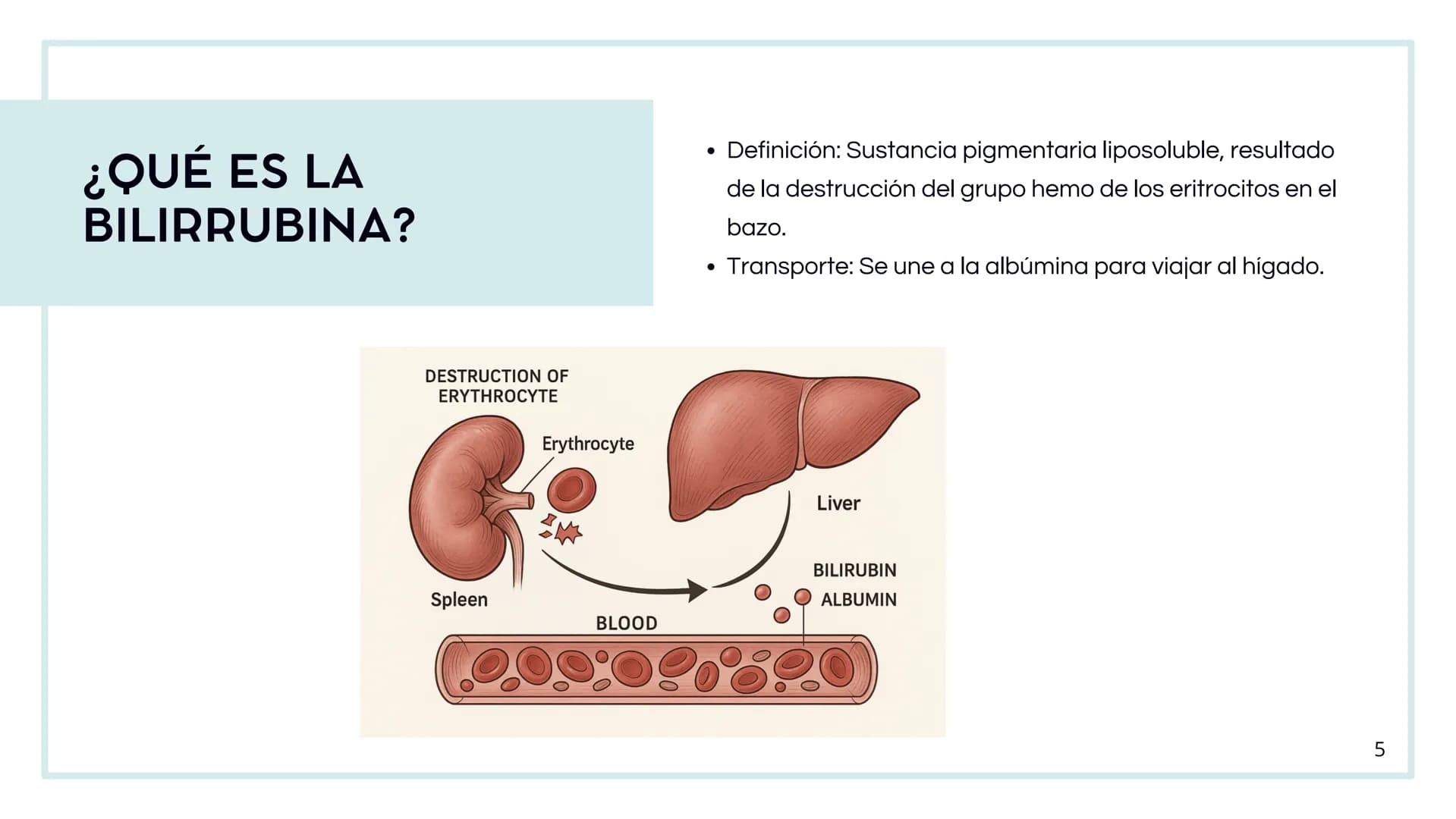 # FORMACIÓN DE LA BILIS
* Colesterol
* Electrolitos y
agua
* Sales Biliares
* Bilirrubina
* Fosfolipidos
Canal biliar
Arteri