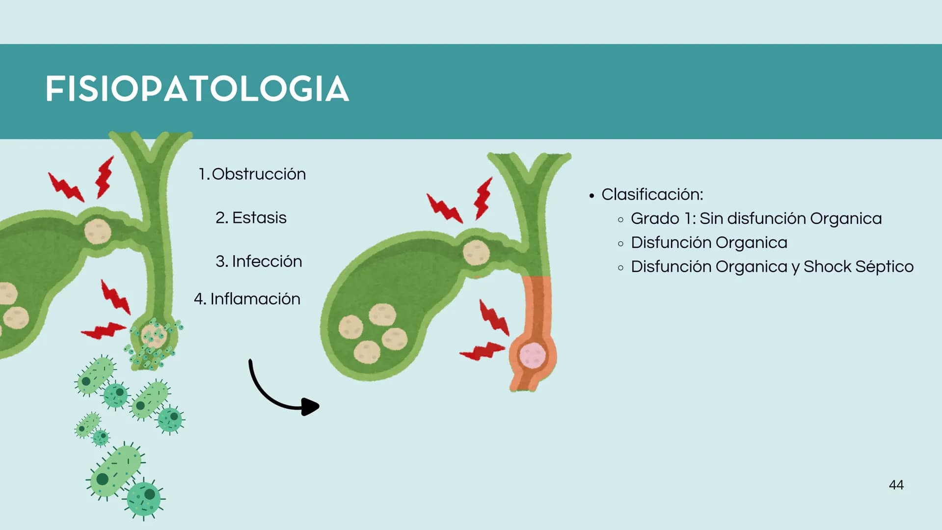 # FORMACIÓN DE LA BILIS
* Colesterol
* Electrolitos y
agua
* Sales Biliares
* Bilirrubina
* Fosfolipidos
Canal biliar
Arteri