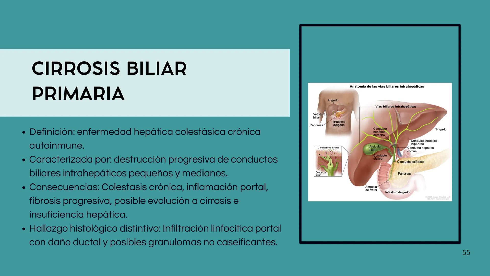 # FORMACIÓN DE LA BILIS
* Colesterol
* Electrolitos y
agua
* Sales Biliares
* Bilirrubina
* Fosfolipidos
Canal biliar
Arteri
