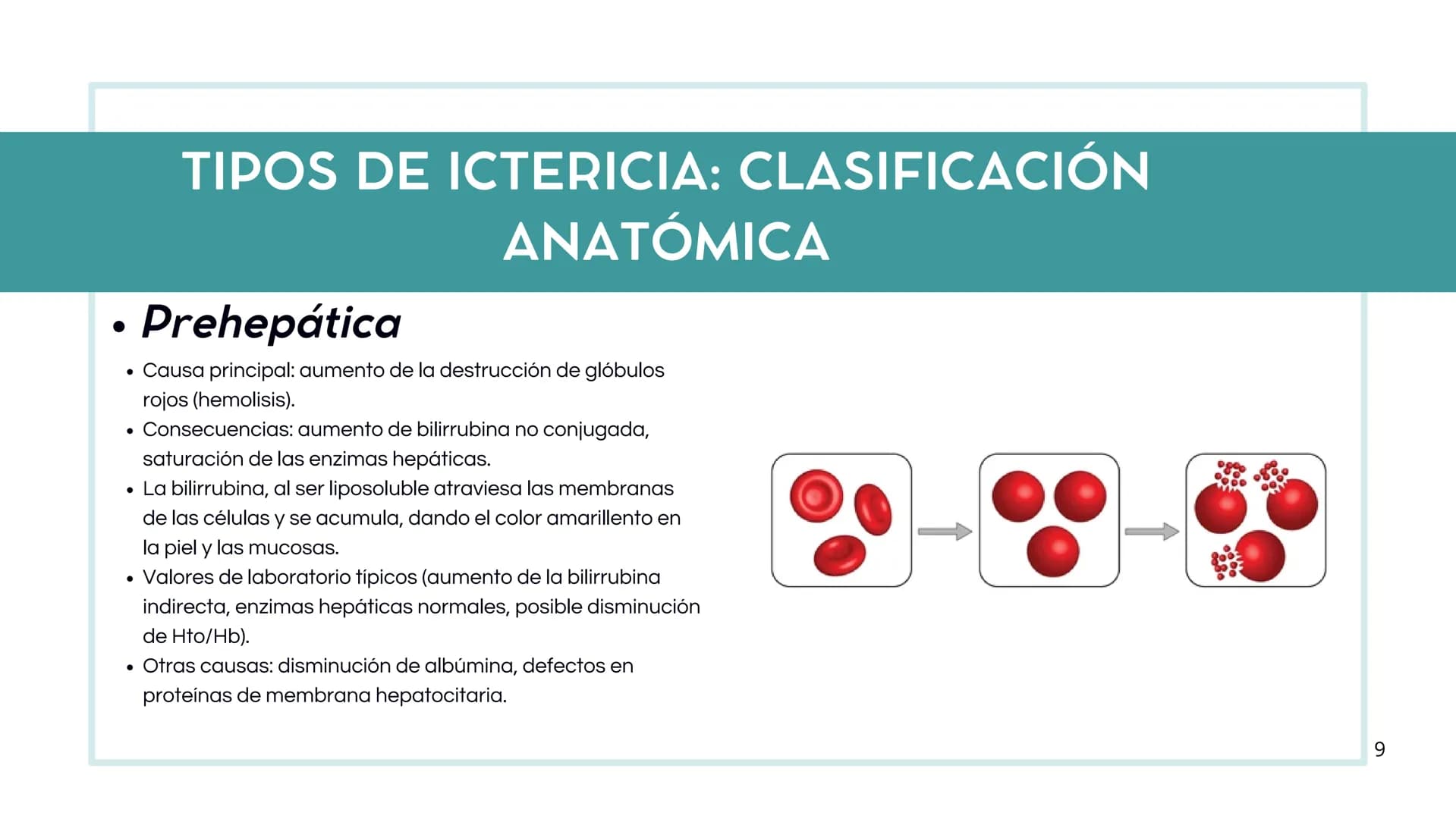 # FORMACIÓN DE LA BILIS
* Colesterol
* Electrolitos y
agua
* Sales Biliares
* Bilirrubina
* Fosfolipidos
Canal biliar
Arteri