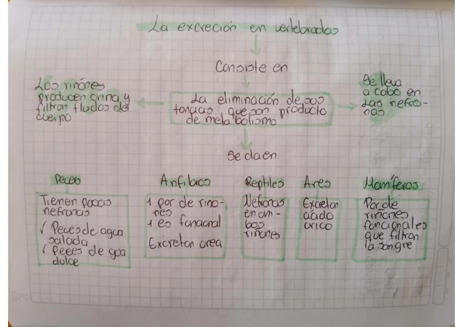 # La excreción en vertebrados
## Consiste en
La eliminación de oos tonias que son producto de meta bolismo.
Se lleva a cabo en Las nefro-