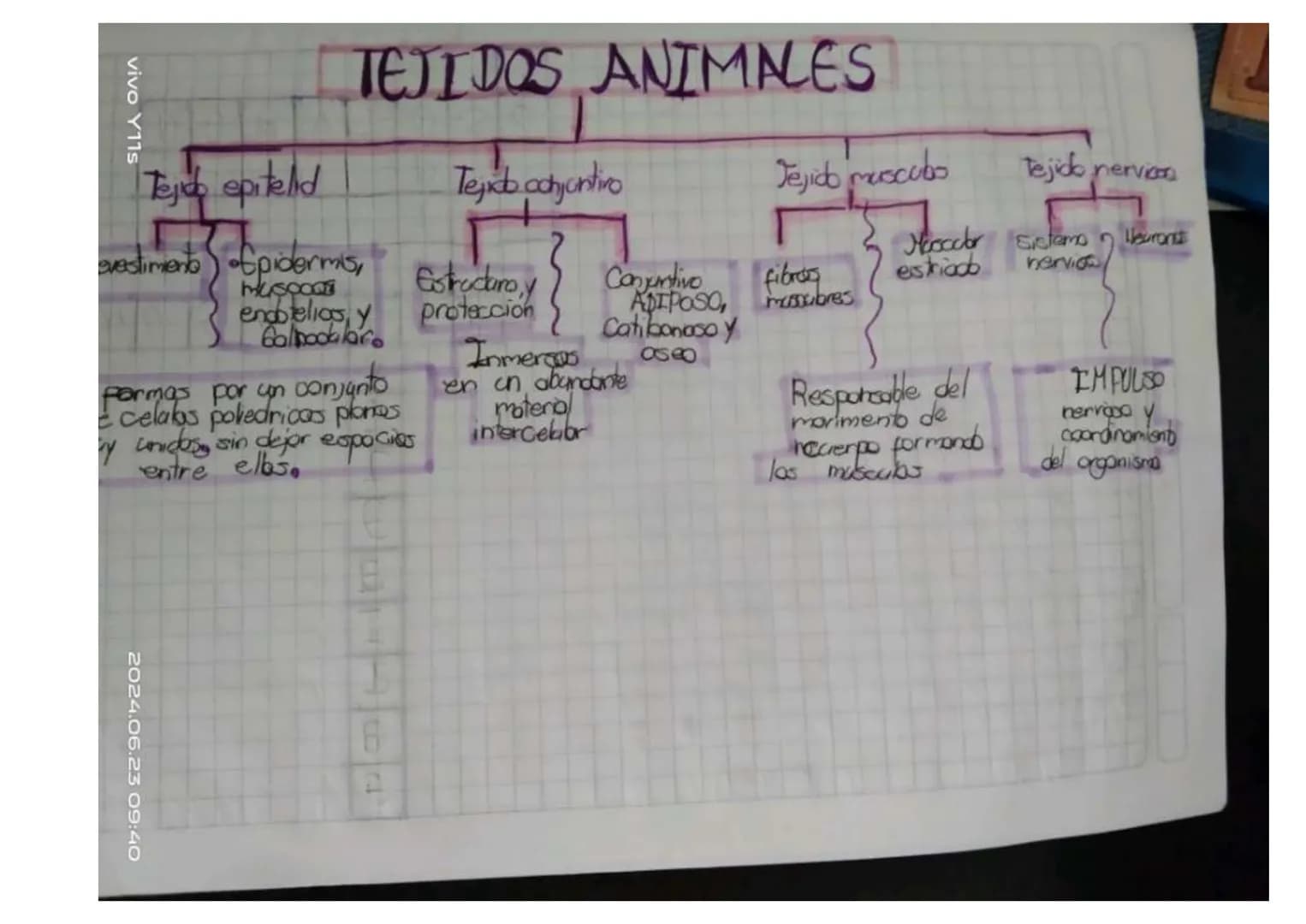 ## Unidad 6.
# Los tejidos en los animales
* Las tejidos animales. son grupas de celblos especializados en fonciones especificos en diferent