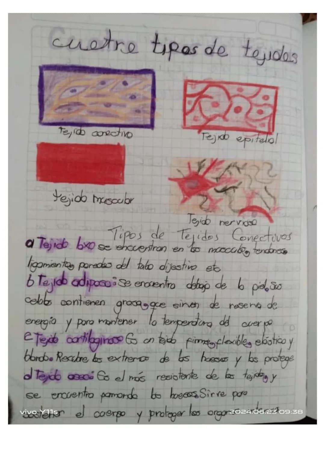 ## Unidad 6.
# Los tejidos en los animales
* Las tejidos animales. son grupas de celblos especializados en fonciones especificos en diferent