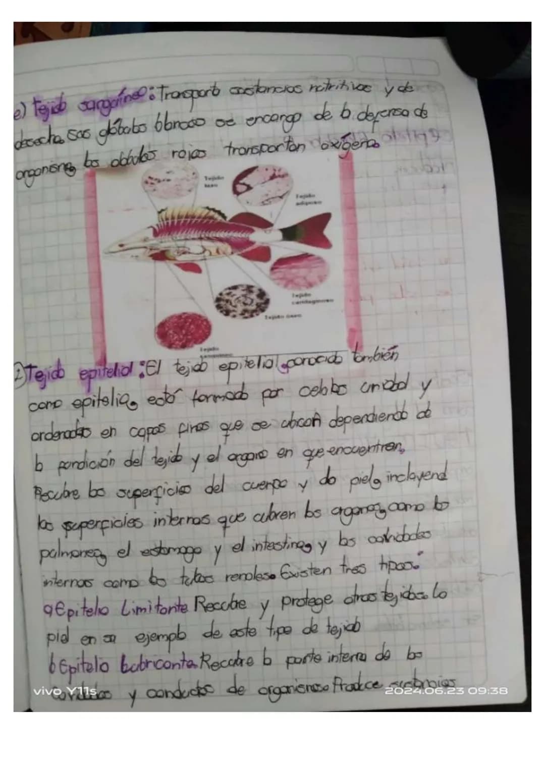 ## Unidad 6.
# Los tejidos en los animales
* Las tejidos animales. son grupas de celblos especializados en fonciones especificos en diferent