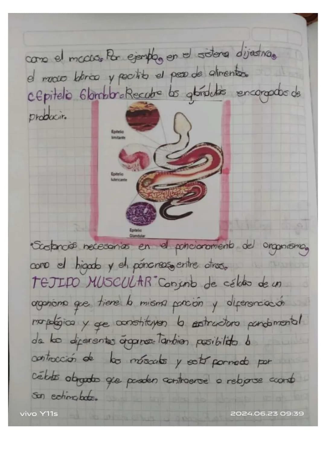## Unidad 6.
# Los tejidos en los animales
* Las tejidos animales. son grupas de celblos especializados en fonciones especificos en diferent
