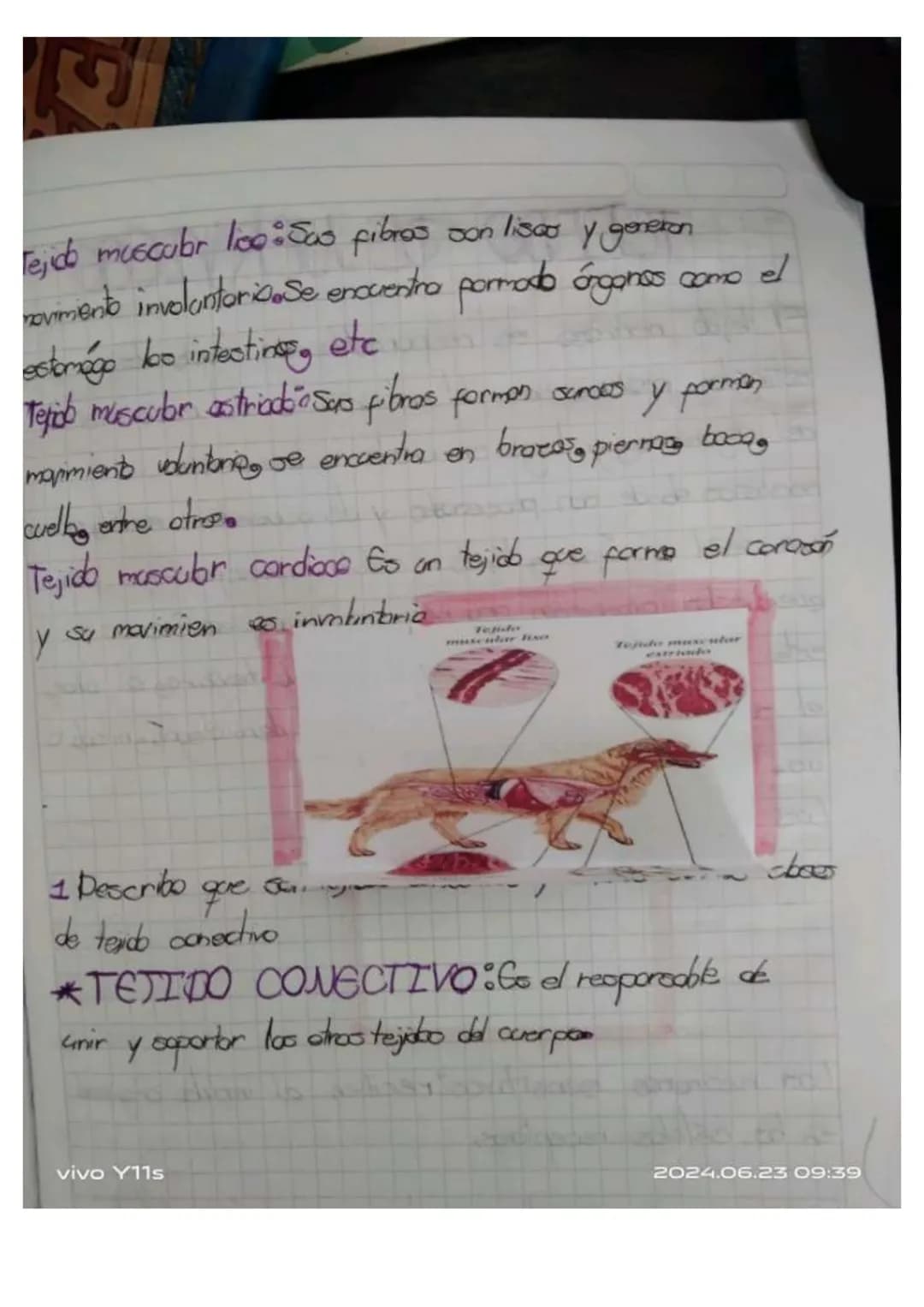 ## Unidad 6.
# Los tejidos en los animales
* Las tejidos animales. son grupas de celblos especializados en fonciones especificos en diferent