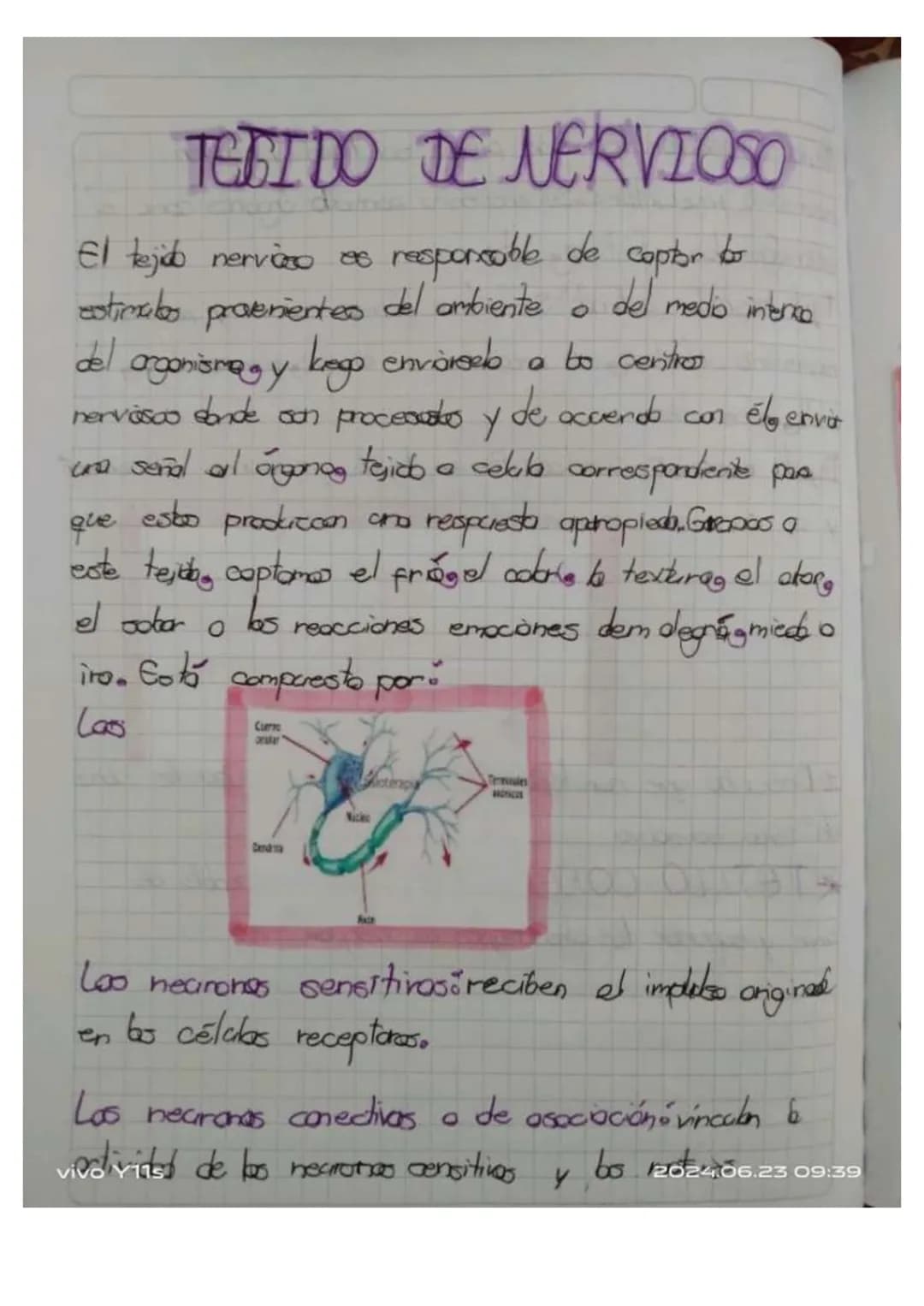 ## Unidad 6.
# Los tejidos en los animales
* Las tejidos animales. son grupas de celblos especializados en fonciones especificos en diferent