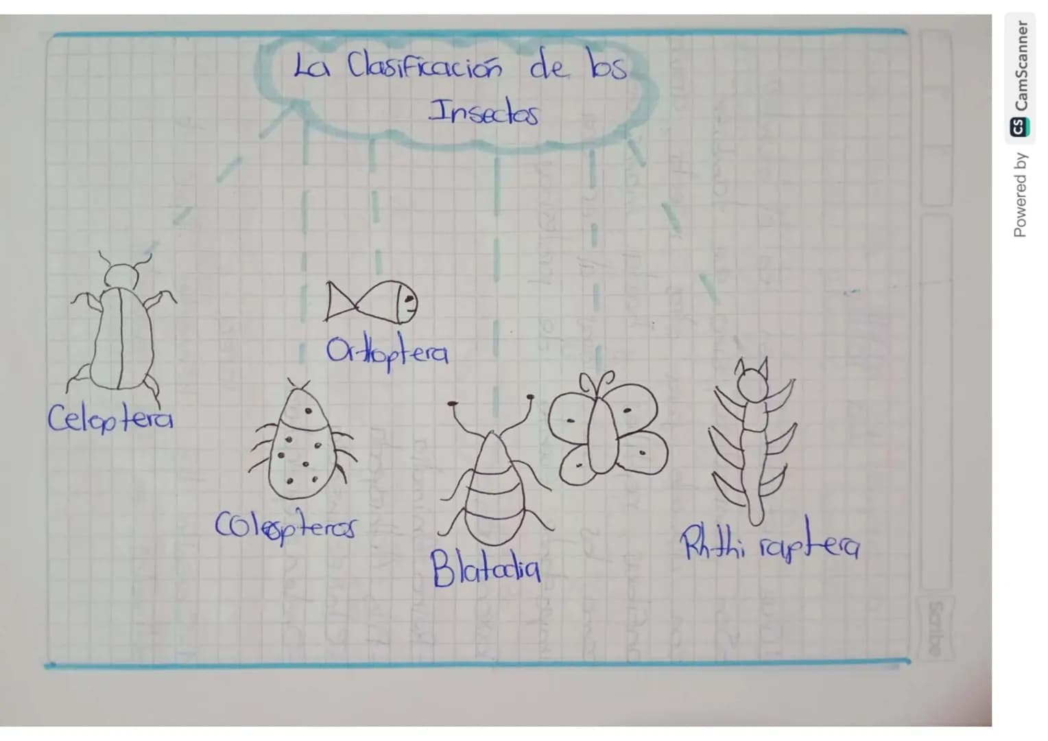 La Clasificación de los
Insectas
Orthoptera
Celoptera
Coleopteras
Blatadia
Rithi raptera
Scribe
Powered by CS CamScanner
