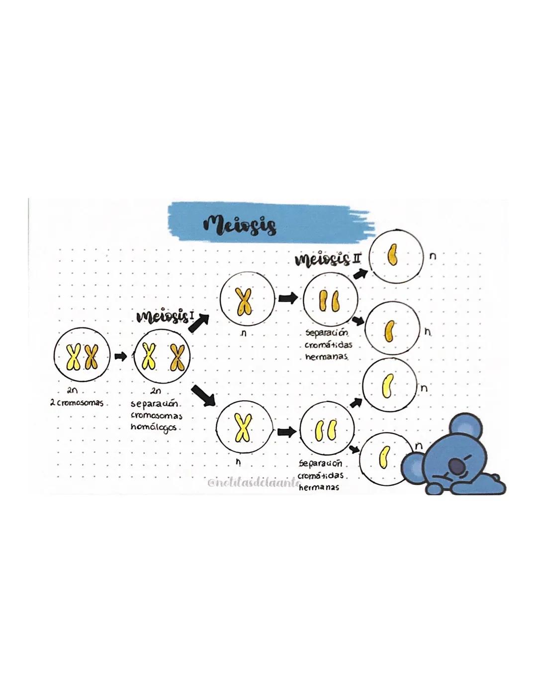 ESQUEMA SOBRE LA MEIOSIS Y LA MITOSIS