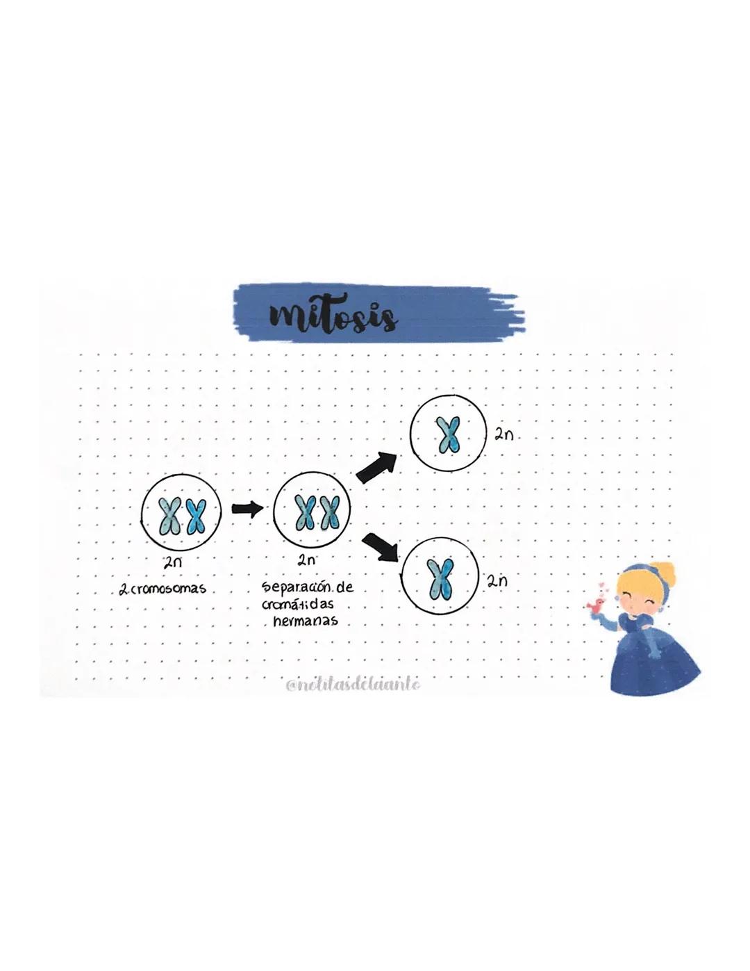 Meiosis
meiosis II
n
Meiosis I
X
86
Separación
cromátidas
h
hermanas
88
88
20.
2 cromosomas
20
separación.
cromosomas
nomálogos.
h
0