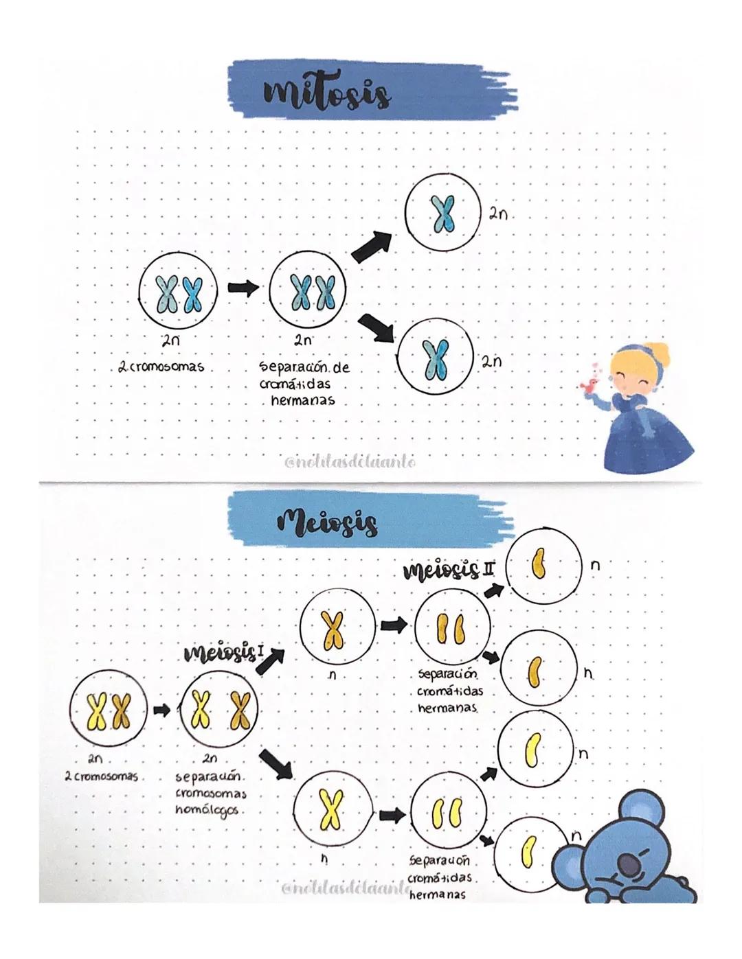 Meiosis
meiosis II
n
Meiosis I
X
86
Separación
cromátidas
h
hermanas
88
88
20.
2 cromosomas
20
separación.
cromosomas
nomálogos.
h
0
