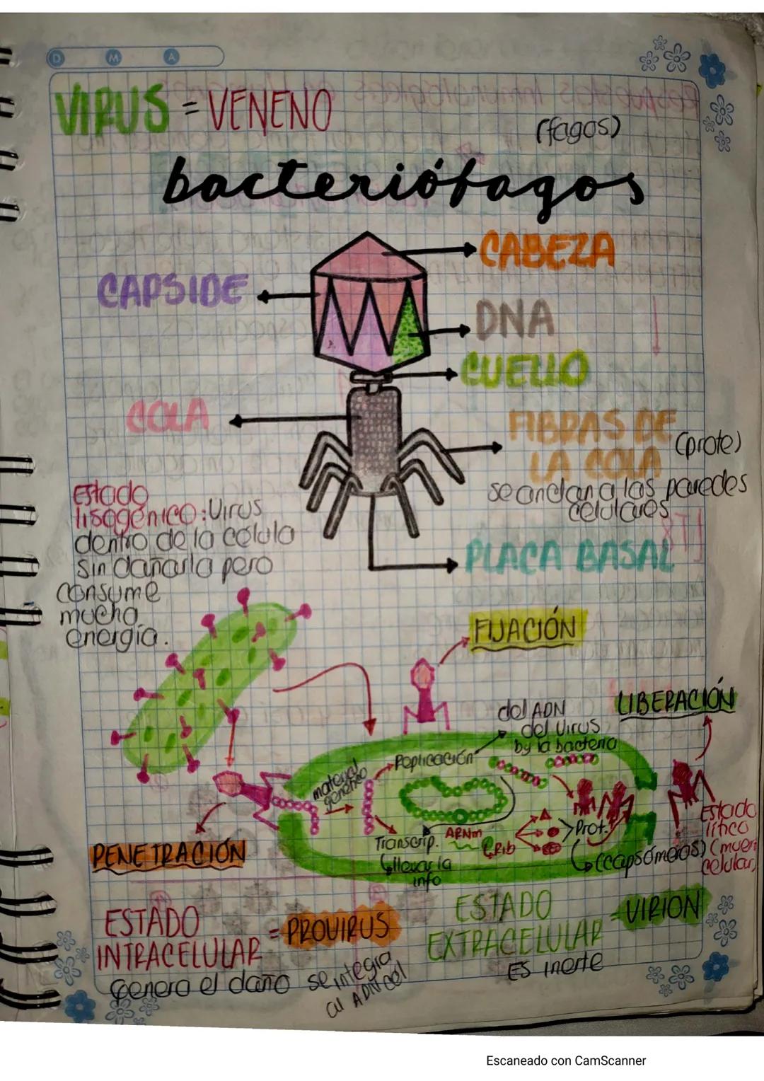 # VIRUS
BIOMOLECULAS Compuestos químicos que
forman las estructuras de los organismos
01005.
Los virus no son células no pueden cumplir
De