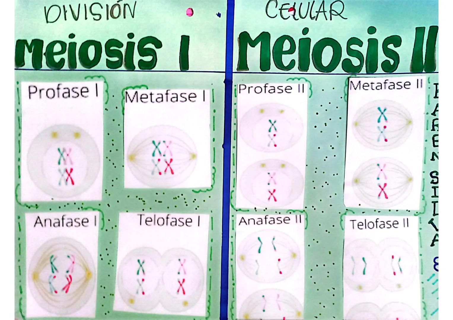 Metafase II
DIVISIÓN
CELULAR
Meiosis | Meiosis!
Profase I
Profase II
Metafase I
XX
XX
XX
LAENSHIST
Anafase
Telofase I
Anafase II
Telofase II