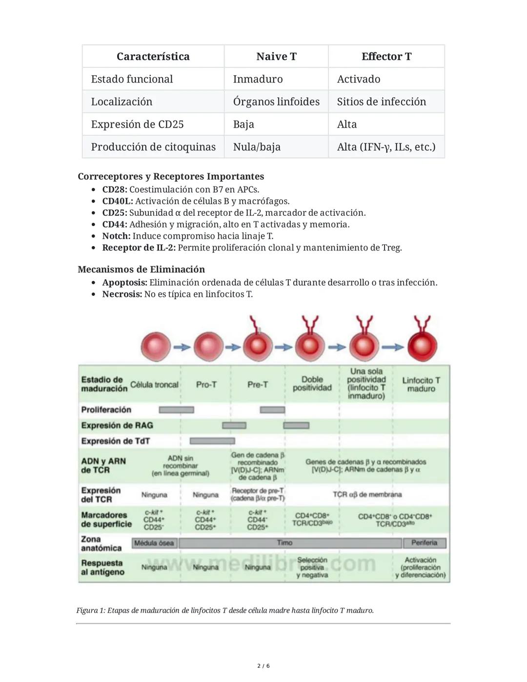 LINFOCITOS T
1. Ontogenia y Desarrollo de las Células T
El desarrollo de los linfocitos T inicia en la médula ósea con células madre
hematop